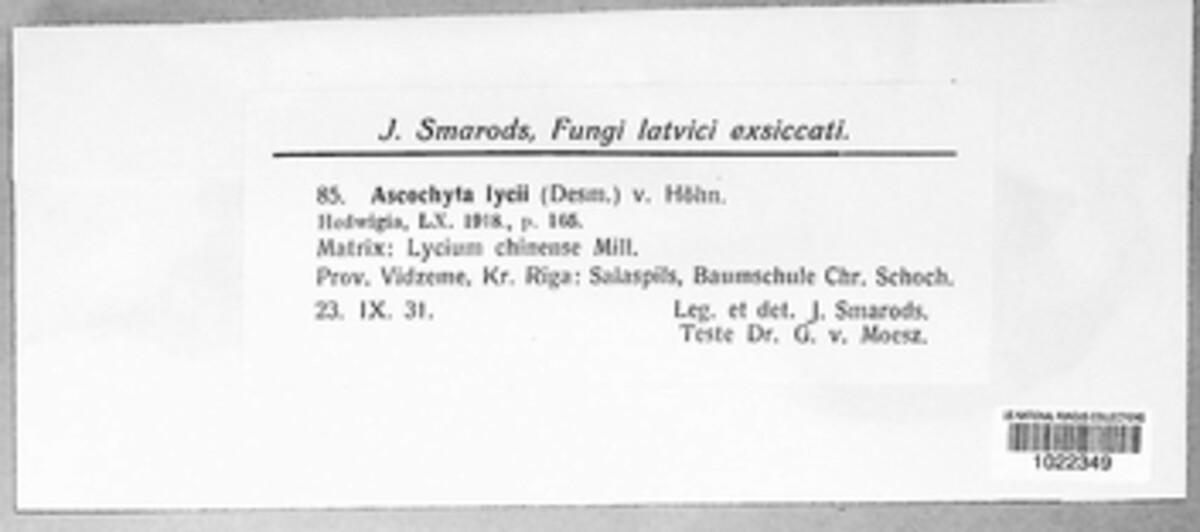 Ascochyta lycii image